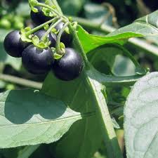 Image result for Solanum richardii