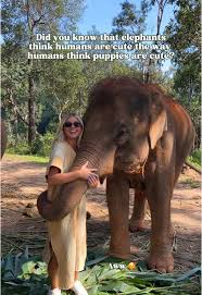Do Elephants Think Humans Are Cute | TikTok