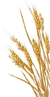 Download Wheat Png Images Background Png Free Png Images Wheat Drawing Grass Painting Flower Painting