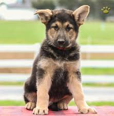 Do you want to adopt a german shepherd puppy? Gator German Shepherd Collie Mix Puppy For Sale In Bird In Hand Pa Happy Valentines Day Happyvalentinesday2016i