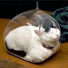 I Have The Ability To Transform Into A Rabbit Cok Sirin Hayvanlar Cute Kittens Kediler Ve Yavrulari