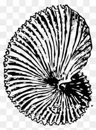 You can use our amazing online tool to color and edit the following fossil coloring pages. Big Image Fossil Coloring Pages Free Transparent Png Clipart Images Download