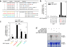 To join a service click on the event name in the calendar below. Srf Is A Nonhistone Methylation Target Of Kdm2b And Set7 In The Regulation Of Skeletal Muscle Differentiation Experimental Molecular Medicine