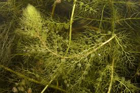 Image result for Utricularia andongensis