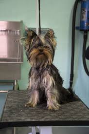 We did not find results for: Kitty Talks Dogs Grooming Lou Anne The Yorkshire Terrier Transgroom Pet Care Professionals