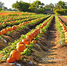 Bedners Fresh Farm Market Boynton Beach Fl Locations