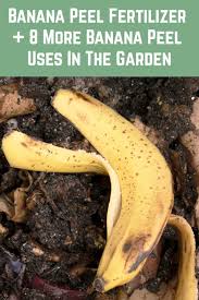 Banana Peel Fertilizer 8 More Banana Peel Garden Uses In 2020 Banana Peel Uses Banana Banana Peel