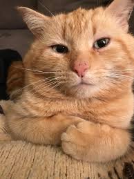How much does an american shorthair cost? My 4 Year Old American Shorthair American Shorthair Cat American Shorthair Pretty Cats