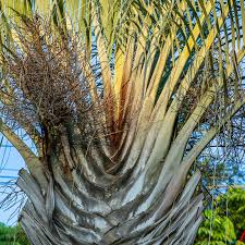 Image result for Dypsis decaryi