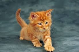 They have a sturdy and rugged look about them. Pin On Kittens