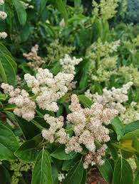 Image result for Ehretia