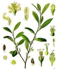 Image result for Erythroxylum platycladum