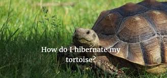 how do i hibernate my tortoise a tortoise hibernation guide