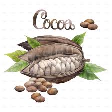 Watercolor Dried Cocoa Fruit Isolated On White Background Hand Drawn Cocoa Plant Cocoa Fruit Cocoa