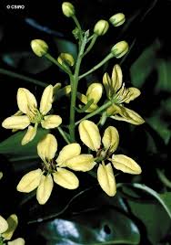 Image result for Tristellateia