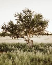 Image result for Boscia albitrunca