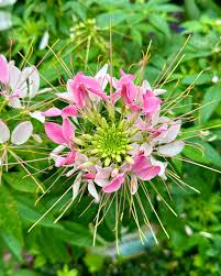 Image result for Cleome houtteana