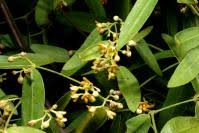 Image result for Secamone punctulata