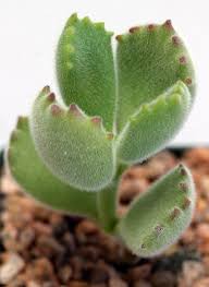 Cotyledon Tomentosa Ssp Ladismithensis 3 Inch Pots Como Cultivar Suculentas Suculentas Patas De Urso