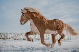 نتیجه جستجوی لغت [icelandic] در گوگل