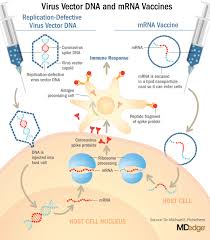 Messenger ribonucleuc acid, or mrna for short, plays a vital role in human biology, specifically in a process known as protein synthesis. Understanding Messenger Rna And Other Sars Cov 2 Vaccines Mdedge Hematology And Oncology