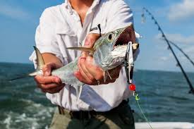 Great savings on south carolina, united states fishing charters. 3 Top Rated Places For Deep Sea Fishing In South Carolina Planetware