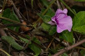 Image result for Ipomoea involucrata