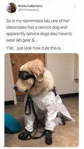 Dr Barkenstein R Wholesomememes Wholesome Memes Know Your Meme