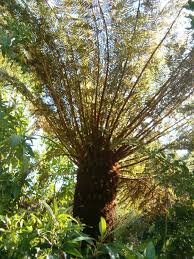 Image result for Cyathea capensis