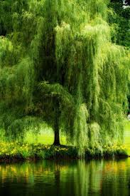 How to plant willow trees. 2 Tumblr Tree Photography Nature Tree Beautiful Tree