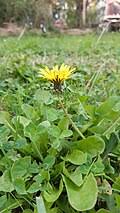 Image result for Trifolium wentzelianum