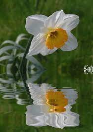 Narcissus It S A Photo Pun Love It Narcissus Flower Flowers Photography Beautiful Flowers