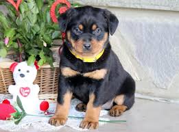 Puppy's will be vaccinated and have been wormed and will continue to do so until they are ready to leave. Rottweiler Miniature Puppies For Sale Puppy Adoption Keystone Puppies
