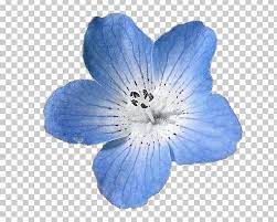 Check spelling or type a new query. Nemophila Menziesii French Hydrangea Light Flower Blue Png Clipart Baby Blue Blue Flower Flowers French Free