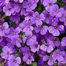صور ورد بنفسجي صور ازهار بنفسجي اجمل ورد بنفسجي اجمل الصور