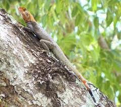 Maybe you would like to learn more about one of these? African Rainbow Lizard Florida Eco Travel Guide Lizard Animals Animal Pictures