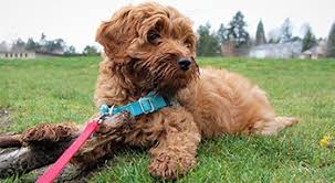 Have your puppy transported to you via car or van. How And Where To Find A Great Labradoodle Puppy Breeder