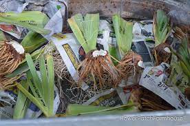 2015 bare root iris list andré viette farm & nursery p. How To Plant Iris And Do It Right Flower Patch Farmhouse
