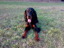 Image result for skotský setr gordonsetr