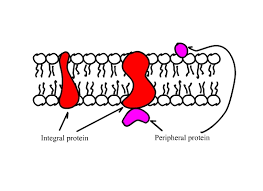 Depending on the membrane's location and role in the body, lipids can make up anywhere from 20 to 80 percent of the. Structural Biochemistry Lipids Lipid Bilayer Wikibooks Open Books For An Open World