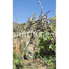 Actually succulent forms of the passifloraceae or passion flower family, many adenias form thick stems which endear them to caudiciform plant lovers. Buy Adenia Venenata With Canarius