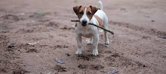 Maybe you would like to learn more about one of these? Der Jack Russell Terrier Charakter Wesen Haltung Und Erziehung