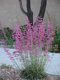 Image result for Penstemon