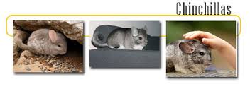 How do you actually groom a chinchilla? Chinchilla Info And Games