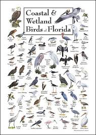 Coastal Wetland Birds Of Florida Birds Bird