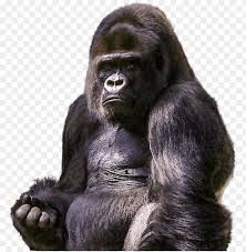 Check spelling or type a new query. Download Gorilla Sitting Png Images Background Toppng