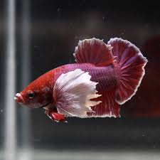 Lavender Dumbo Hmpk This Or That Questions Betta Dumbo