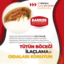 Tutun Bocegi Ilaclama 2020 Sigara Yerler Tatli