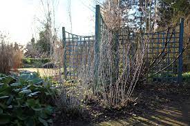 In winter, perovskia can still look impressive, with the white stems making an attractive feature. Perovskia Blue Spire Winter Stems 2 Je Wyer Flickr