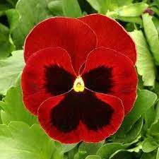 Bulk Pansy Seeds 500 Pansy Delta Red With Blotch Pansies Flowers Pansies Viola Flower